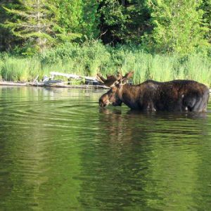 Chapleau Crown Game Preserve