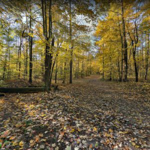 Eldred King Woodlands