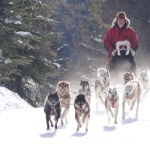 Evasion Nature Dog Sledding