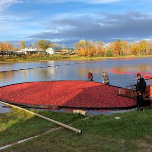 Johnston’s Cranberry Marsh & Muskoka Lakes Winery