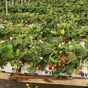 Lynn Rob Strawberries