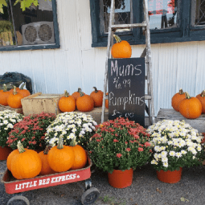 Maitside Orchard’s