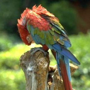 Parrot Island – Exotic Bird Sanctuary