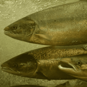 Poste d’Observation du Saumon