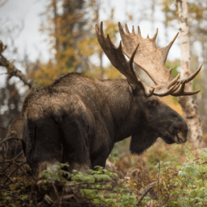 Réserve Faunique de Matane