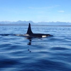 Salt Spring Adventure Company