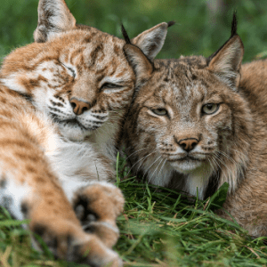 Saunders Country Critters Zoo