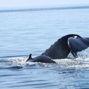 sea watch tours new brunswick