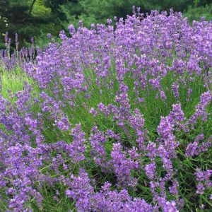 Serenity Lavender Farm