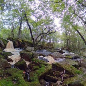Walking Trail to Archibald Lake