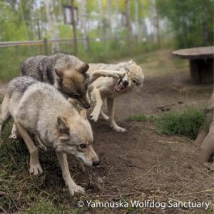 Yamnuska Wolfdog Sanctuary