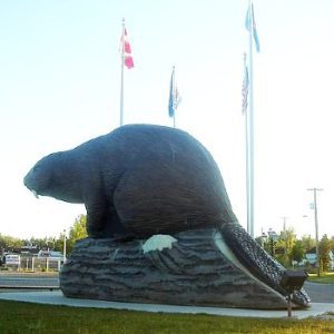 Beaverlodge Giant Beaver