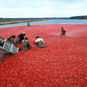 Ocean Spray’s Cranberry Farm