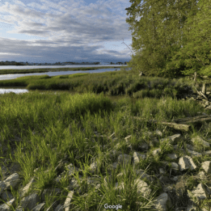 Ladner Marshes Wildlife Management Area