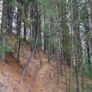 Big Tree, Addernach, Lee’s Big Easy, 4D, and Shakecutter’s Loop