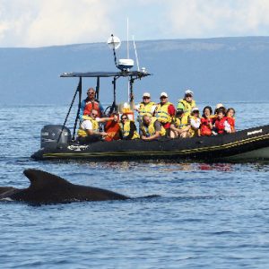 Captain Zodiac Whale Cruise