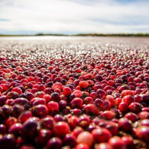 Centre d’interprétation de la canneberge