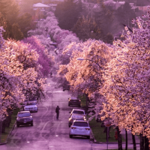 Cherry Blossom Trees