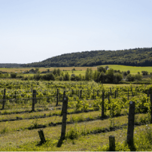 Clos Sainte-Thècle Vineyards