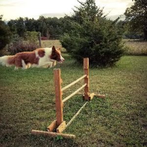 Country Canines Play Park