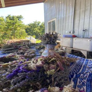 Forest Glen Herb Farm