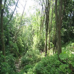 Frog Pond and Lohn Road Trail