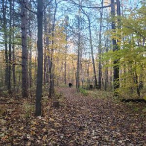 J Henry Tweed Conservation Area