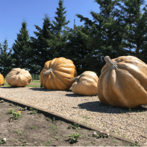 Pumpkin Park