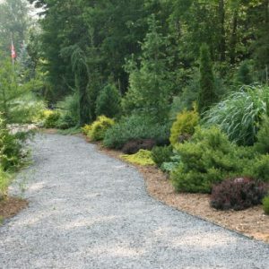 Rideau Woodland Ramble