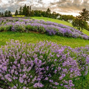 Seafoam Lavender Company and Gardens