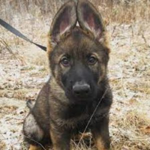 Black Kraken Kennels