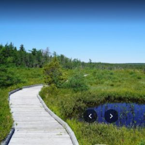 Bog Trail