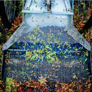 Délices du Lac-Saint-Jean ECONOMUSEUM