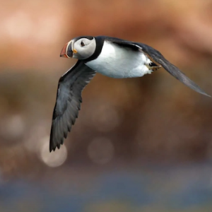 Gatherall’s Puffin and Whale Tours