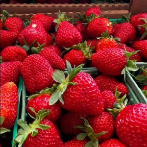 Jennen Strawberry Farm