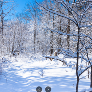 Mill Pond Forest Trails