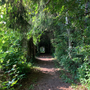 Norwich Conservation Area