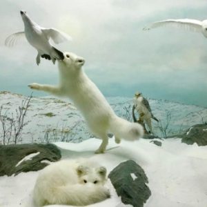 Pavillon de la Faune