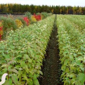 Pépinière de Normandin