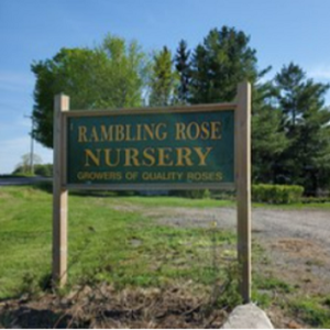 Rambling Rose Nursery