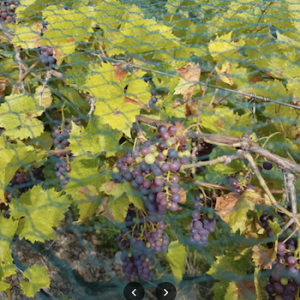 Sugar Woods Experimental Vineyards