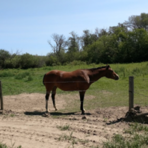 Whitecap Dakota Powwow