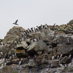 Witless Bay Ecological Reserve