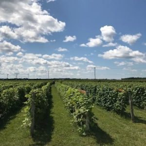 Vignoble du Vent Maudit