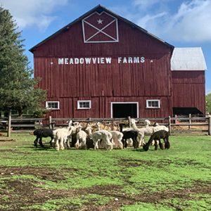 Meadowview Alpaca Farm