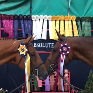 Absolute Equestrian Ranch