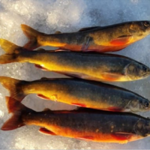 Purchase Arctic Char - Nain | Newfoundland and Labrador - 1000 Towns of ...