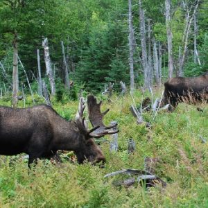 Gros Morne National Park