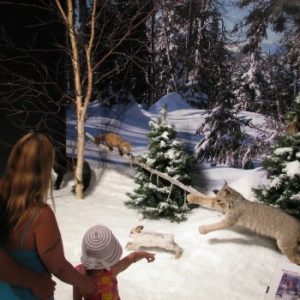 Gros Morne Wildlife Museum