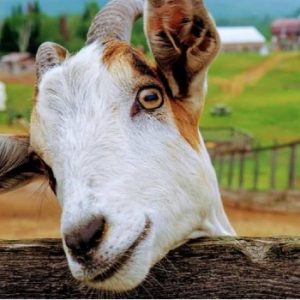 Mini Ferme Du Boisé